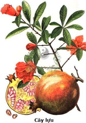 Lựu nhiều con
